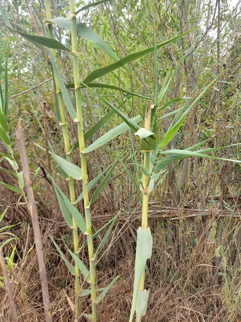 Arundo Donax