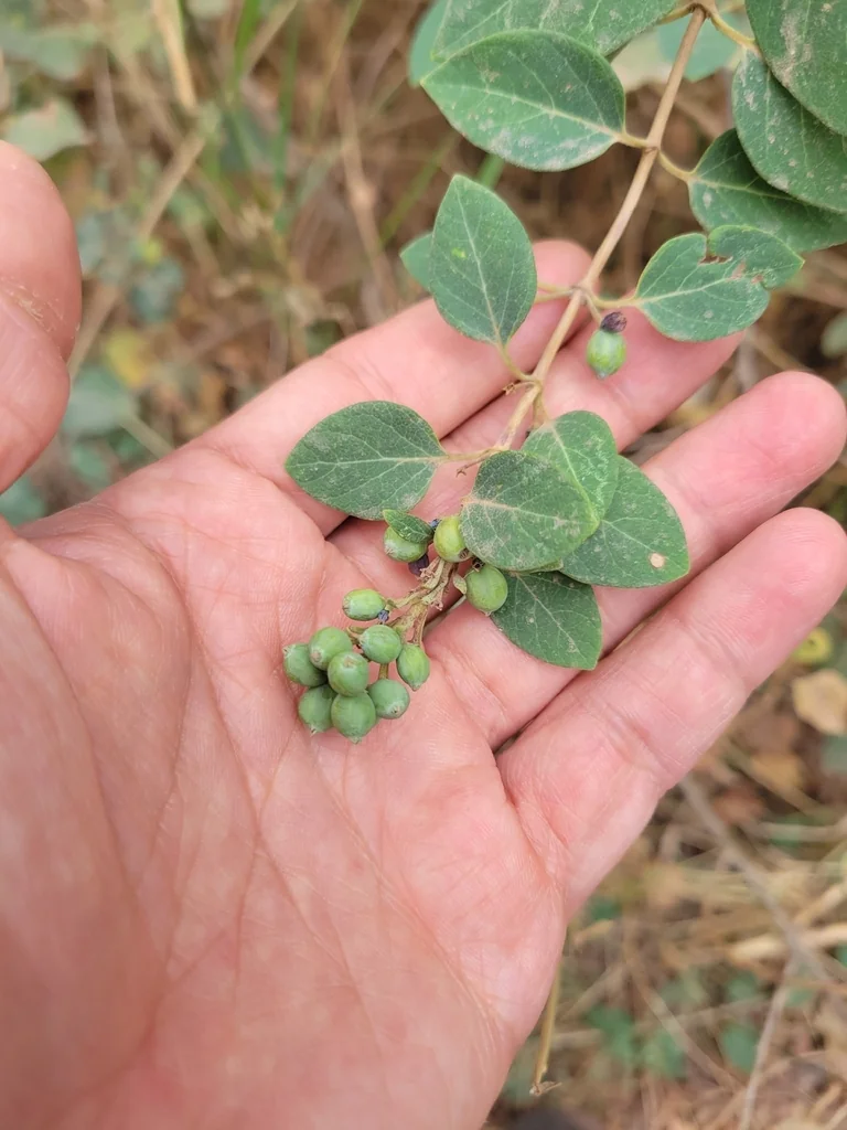 Lonicera Japonica
