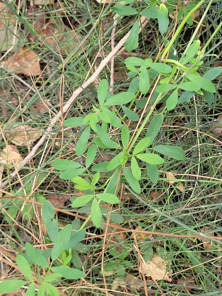 Medicago Sativa