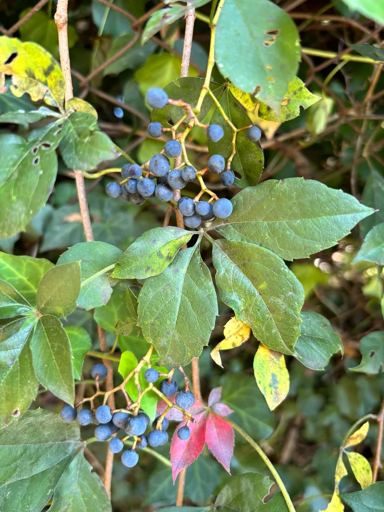 Parthenocissus Quinquefolia