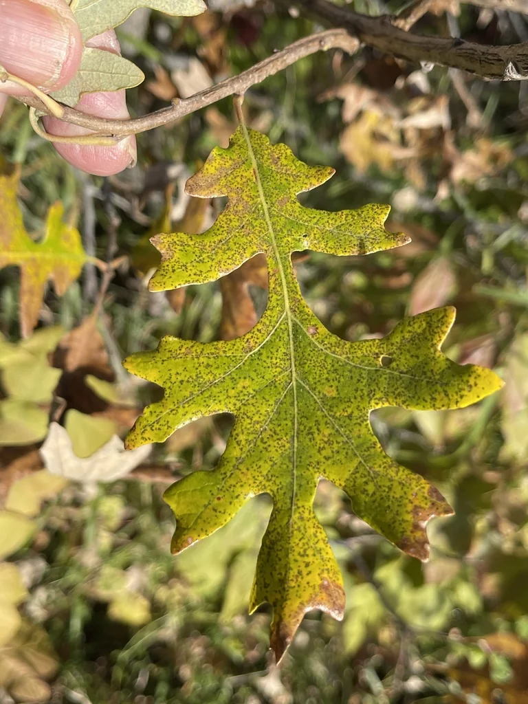 Quercus Lyrata