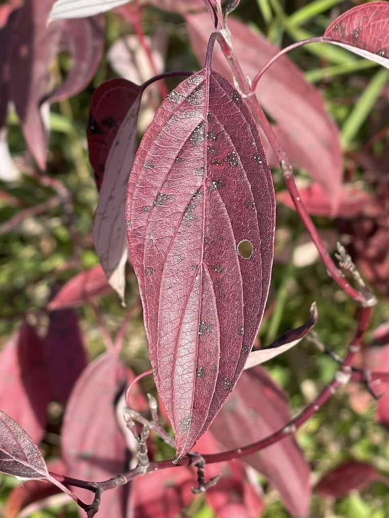 Cornus Sericea