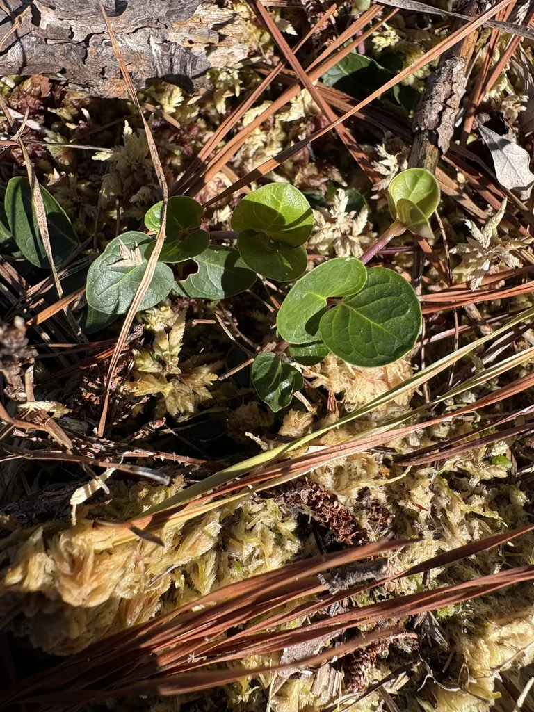 Mitchella Repens