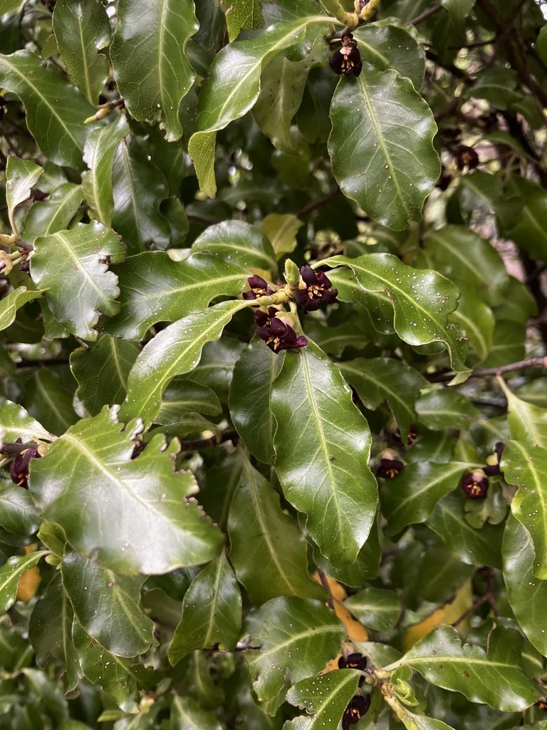 Pittosporum Tenuifolium