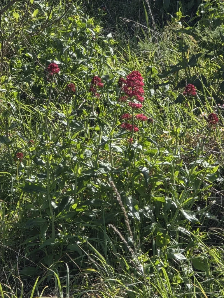 Centranthus Ruber
