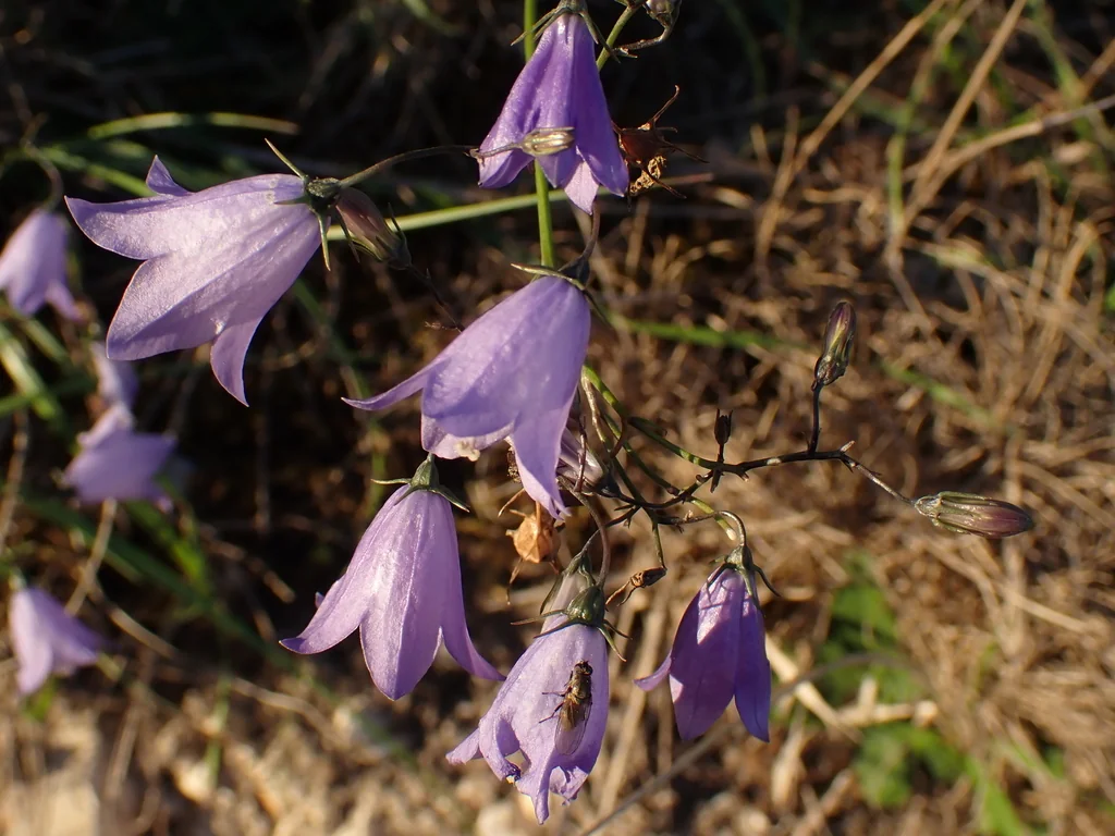 Campanula Rotundifolia