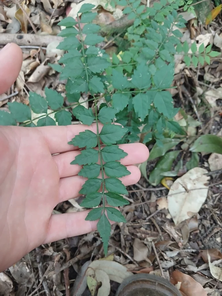 Pandorea Pandorana