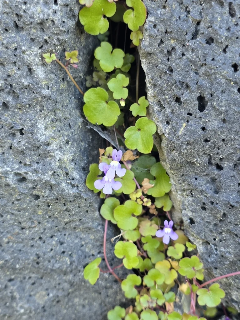 Cymbalaria Muralis