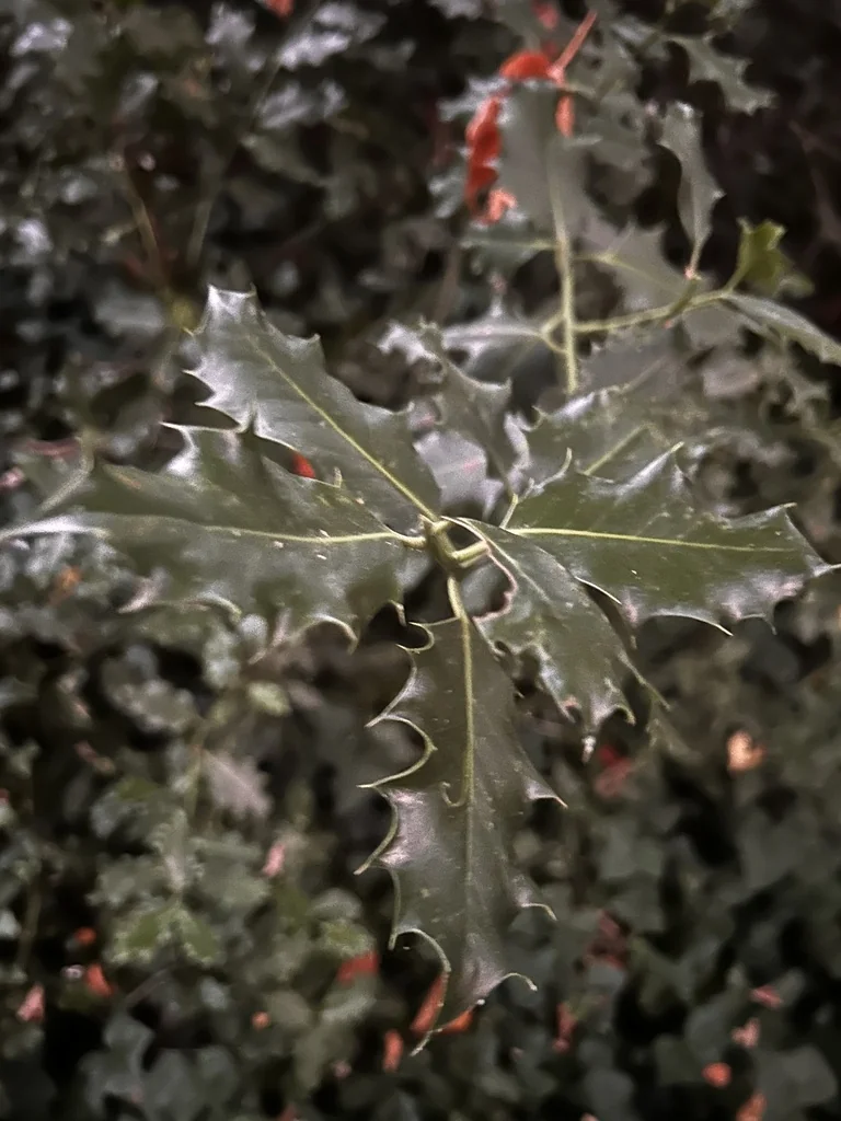 Ilex Aquifolium