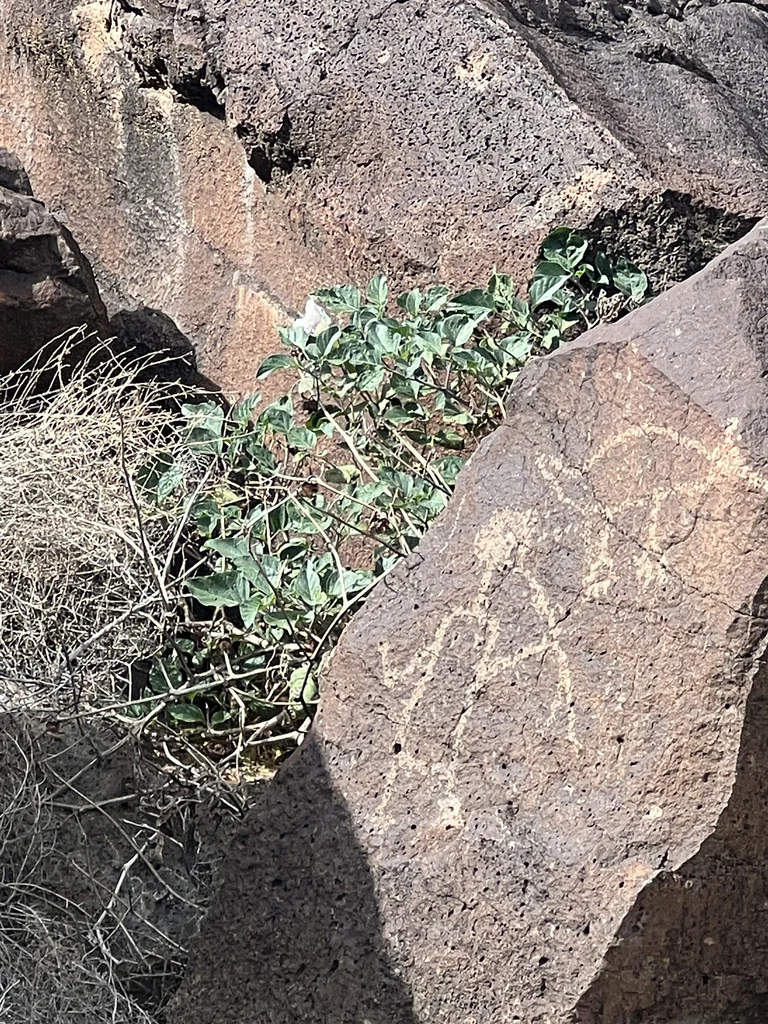 Datura wrightii