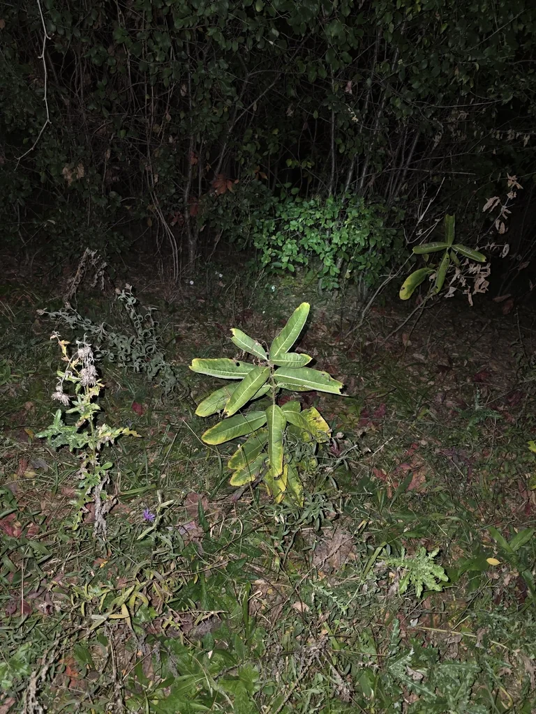 Asclepias Syriaca