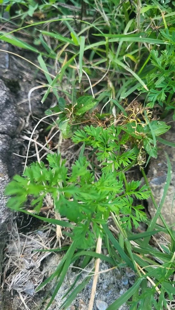 Daucus Carota