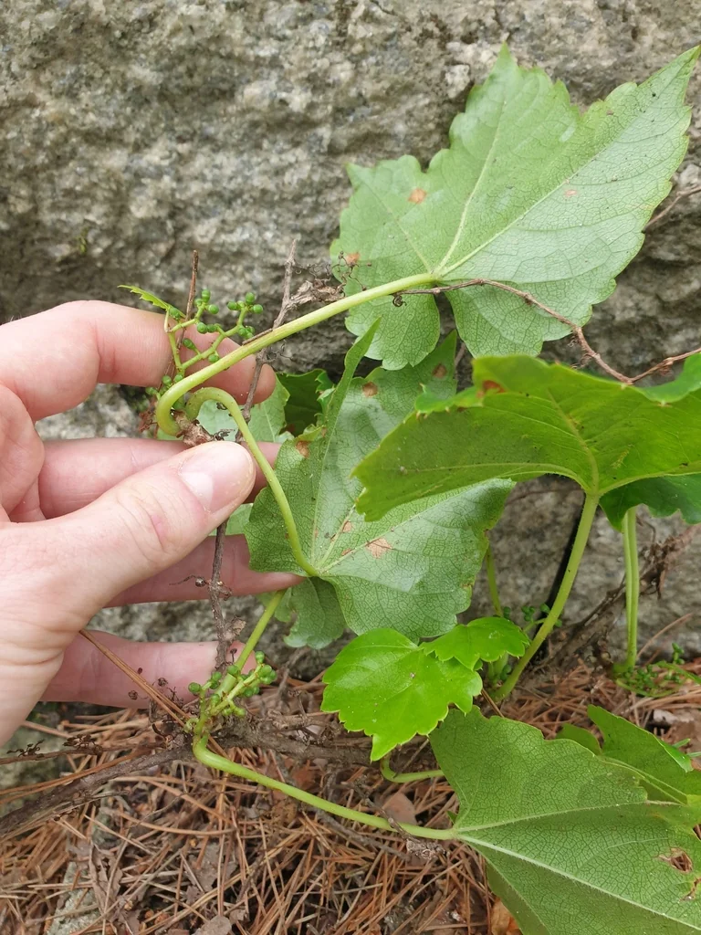 Parthenocissus Tricuspidata