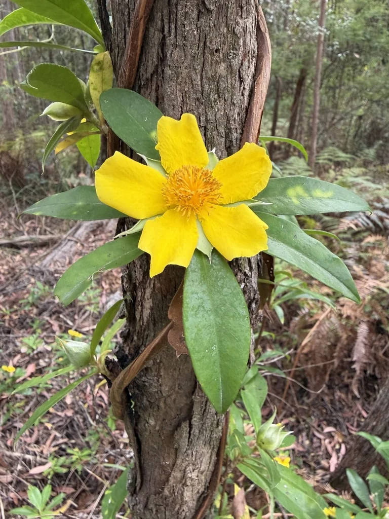 Hibbertia Scandens