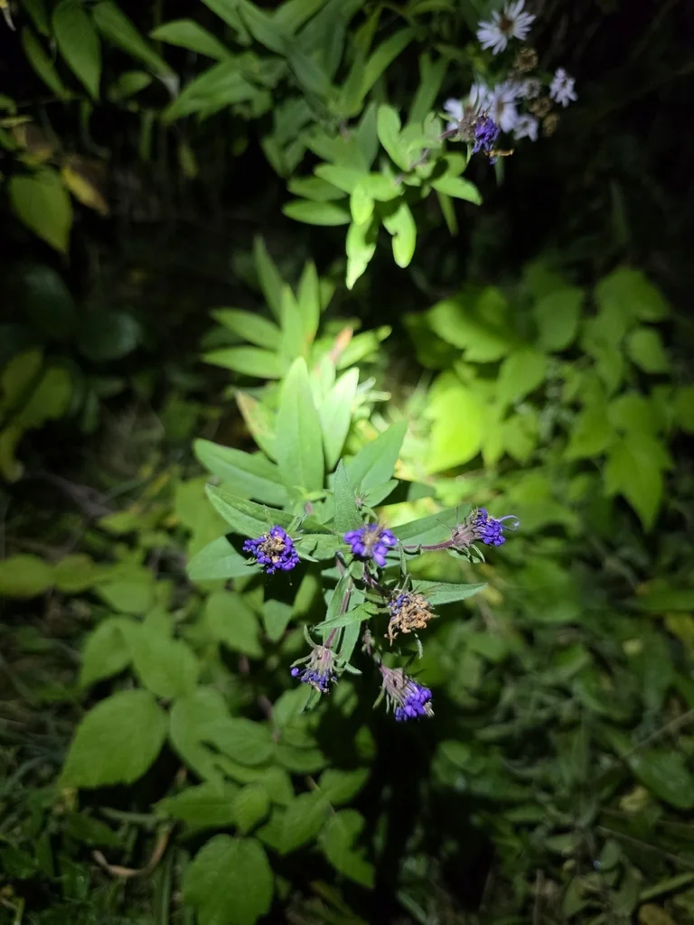 Aster Novae-Angliae