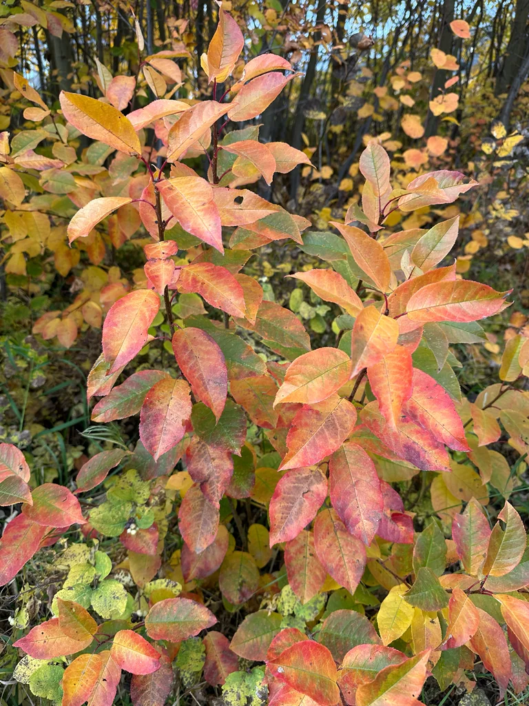 Prunus Virginiana