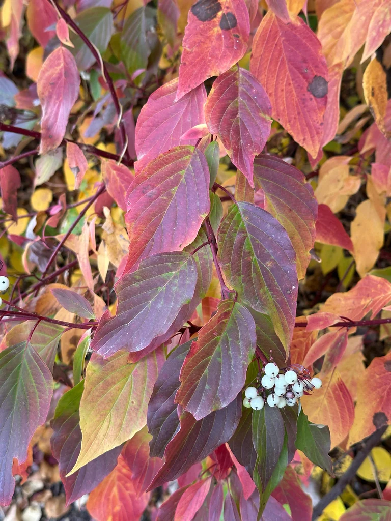 Cornus Sericea