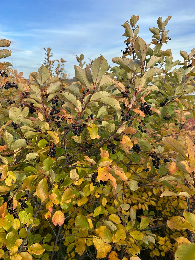 Prunus Virginiana