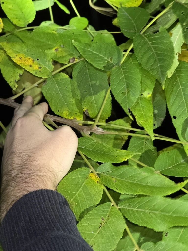 Juglans Nigra