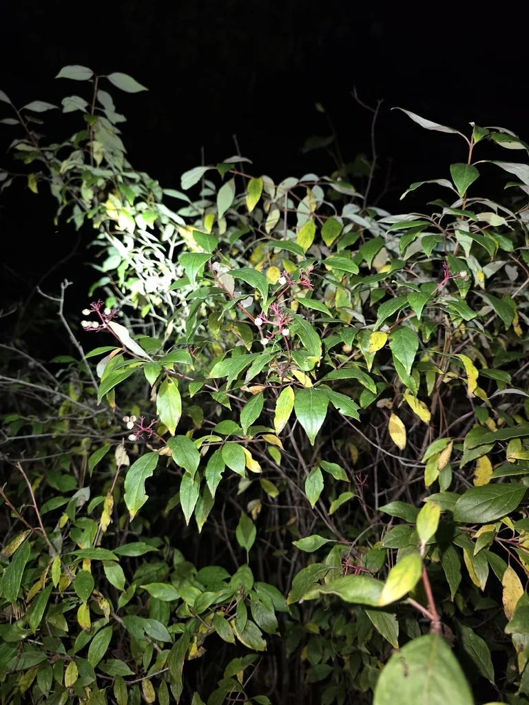 Cornus Racemosa