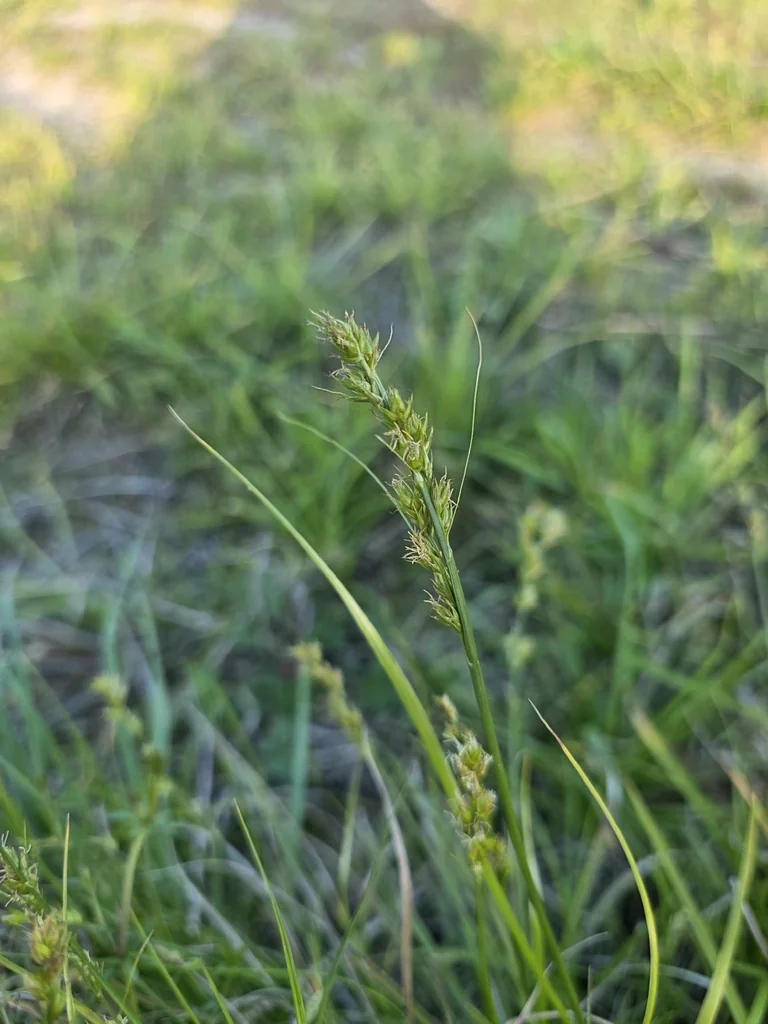 Carex Divulsa