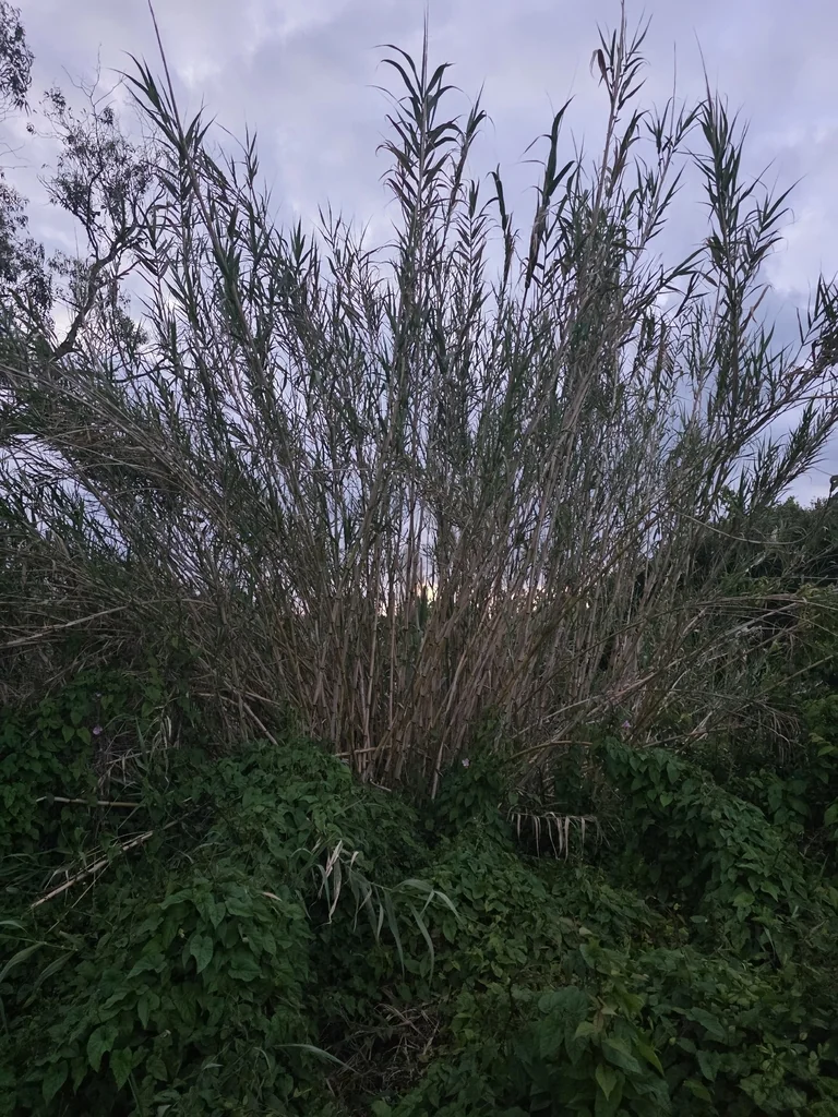 Arundo Donax