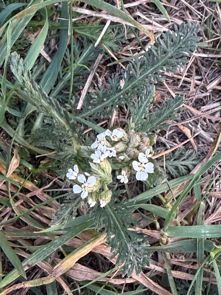 Achillea Millefolium