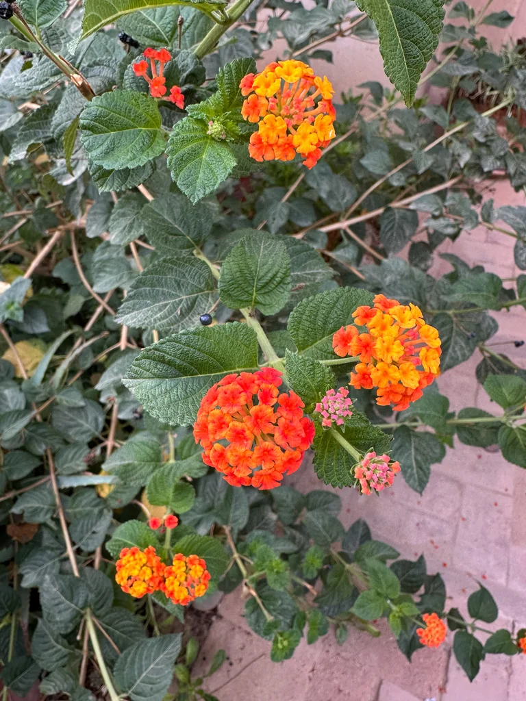 Lantana camara