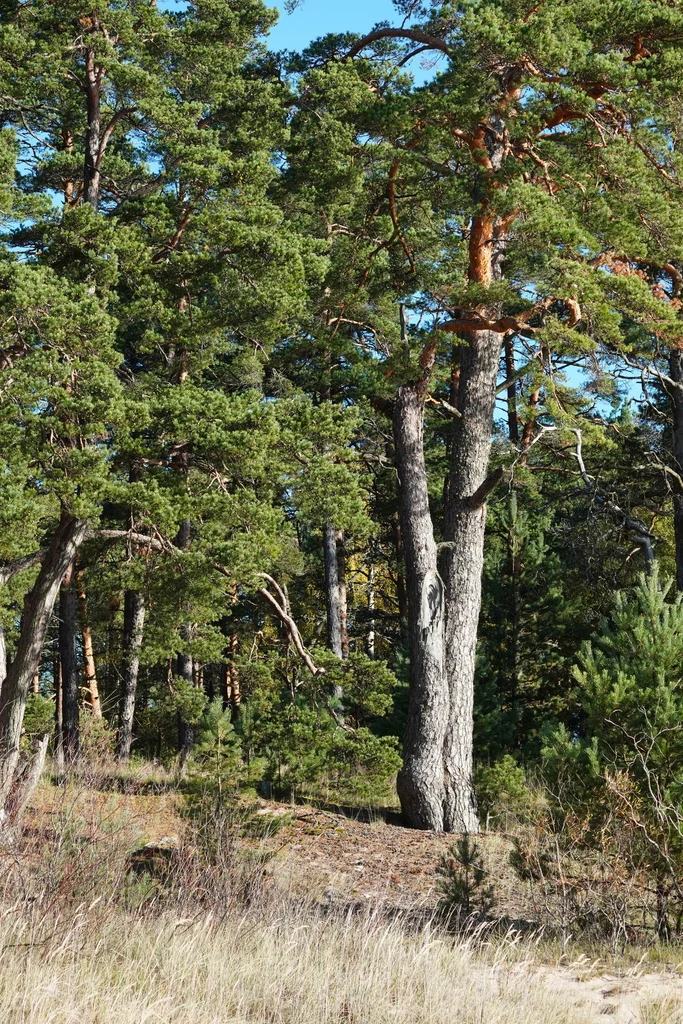Pinus Sylvestris
