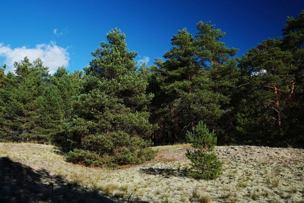 Pinus Sylvestris