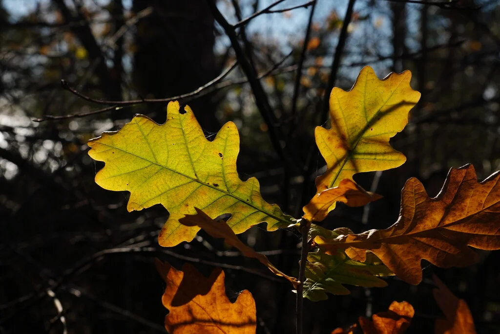 Quercus Robur