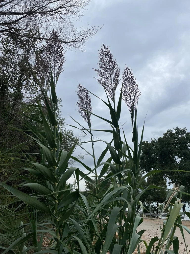 Arundo Donax