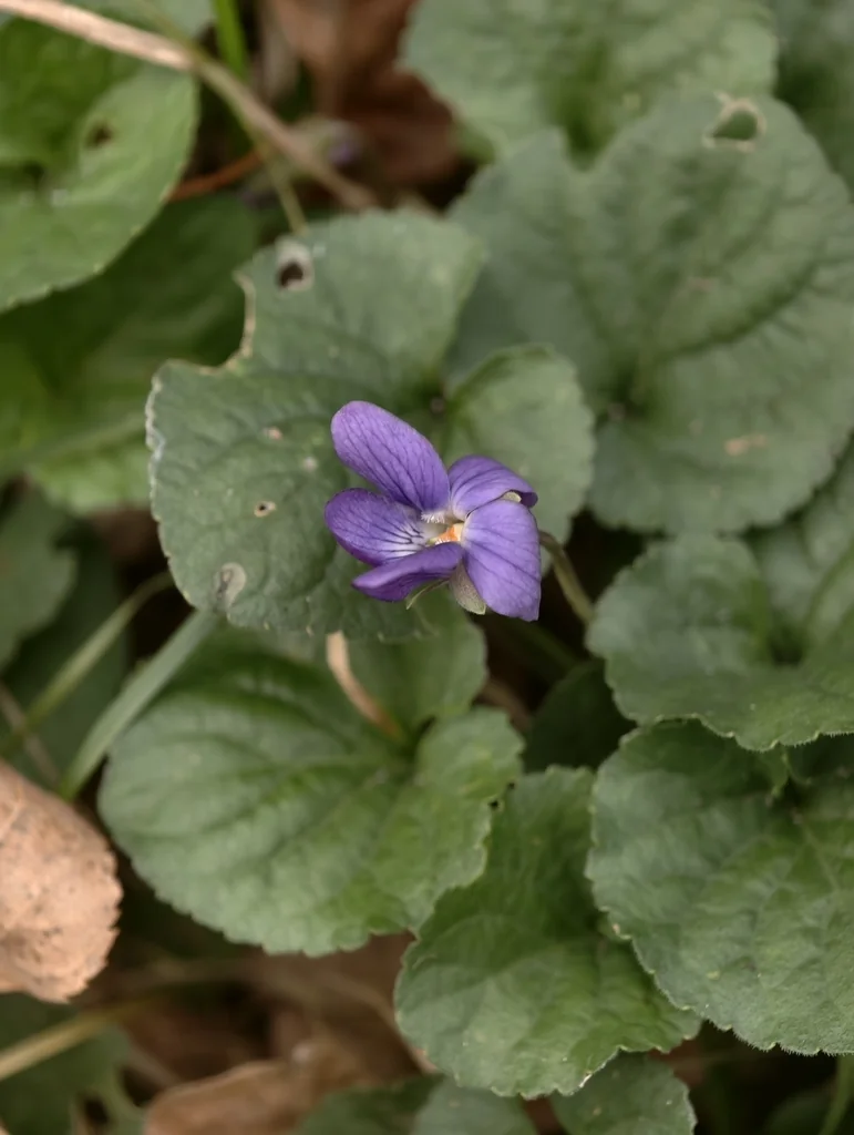 Viola Odorata