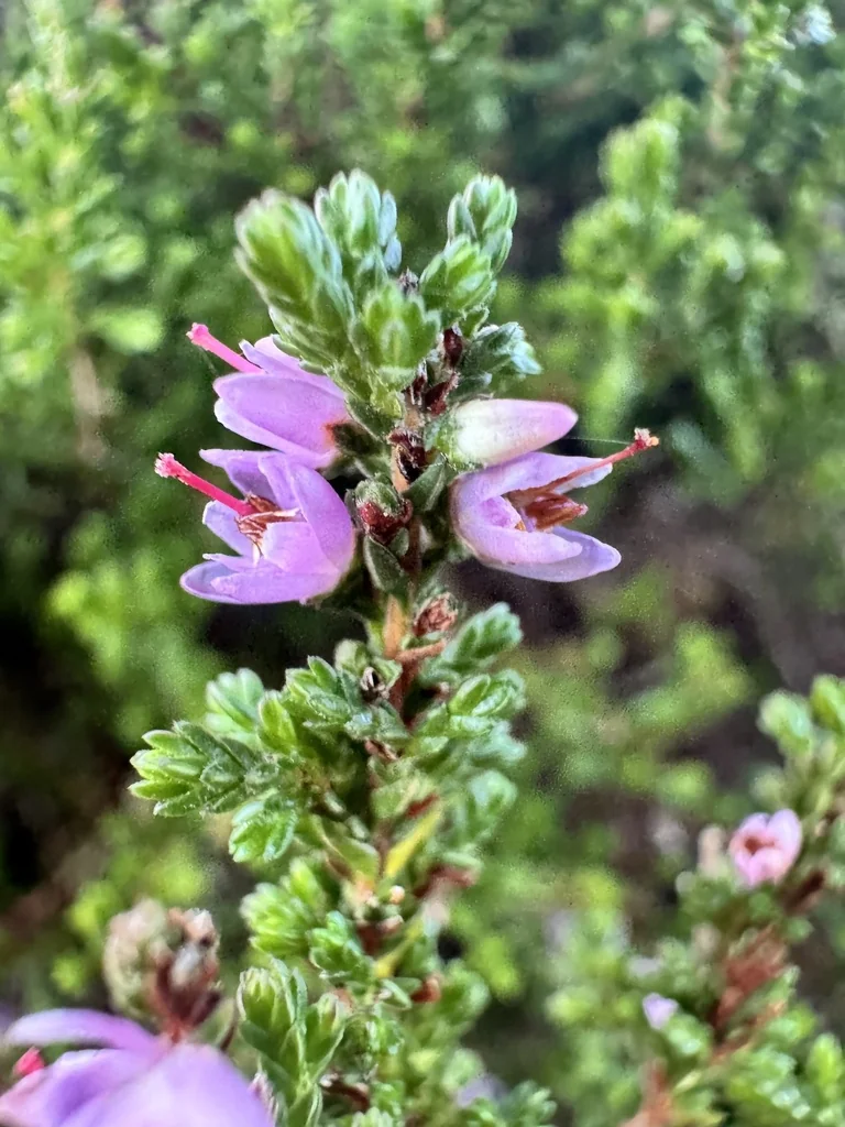 Calluna Vulgaris
