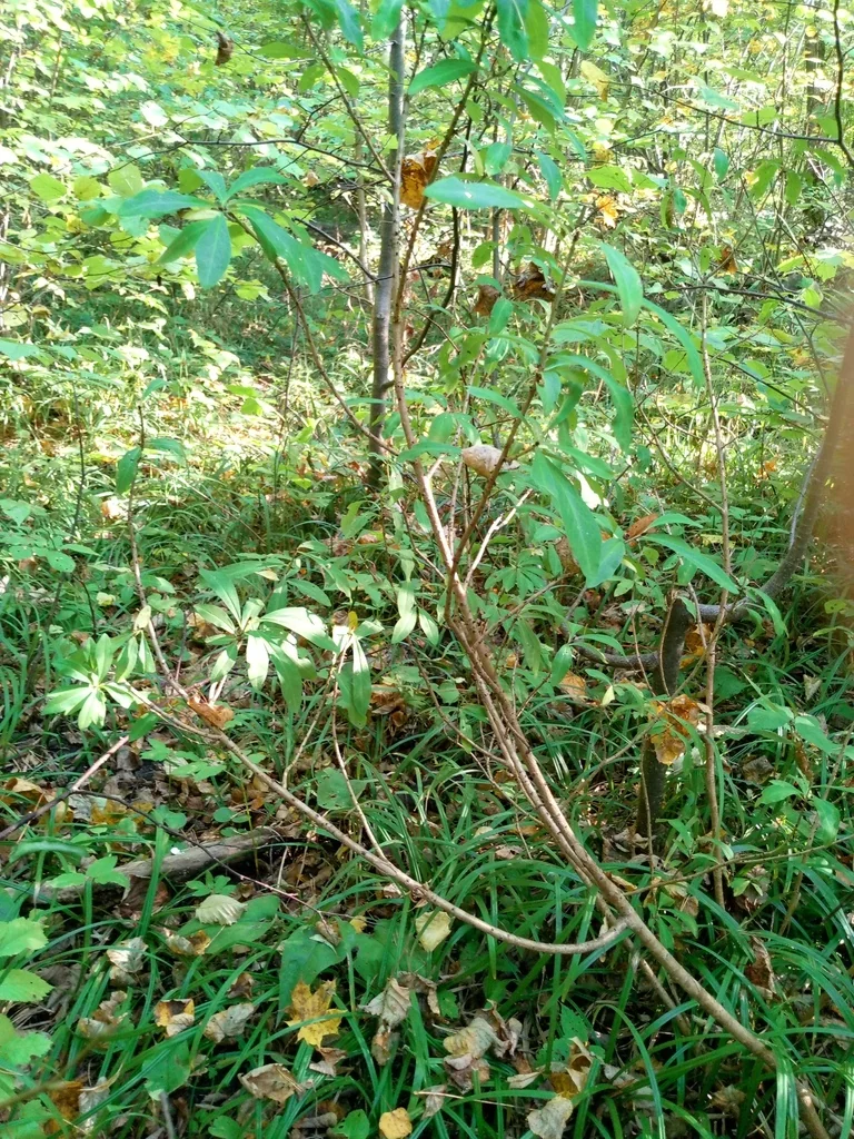 Daphne Mezereum