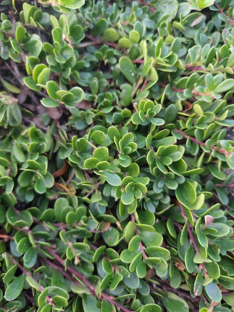 Arctostaphylos Uva-Ursi