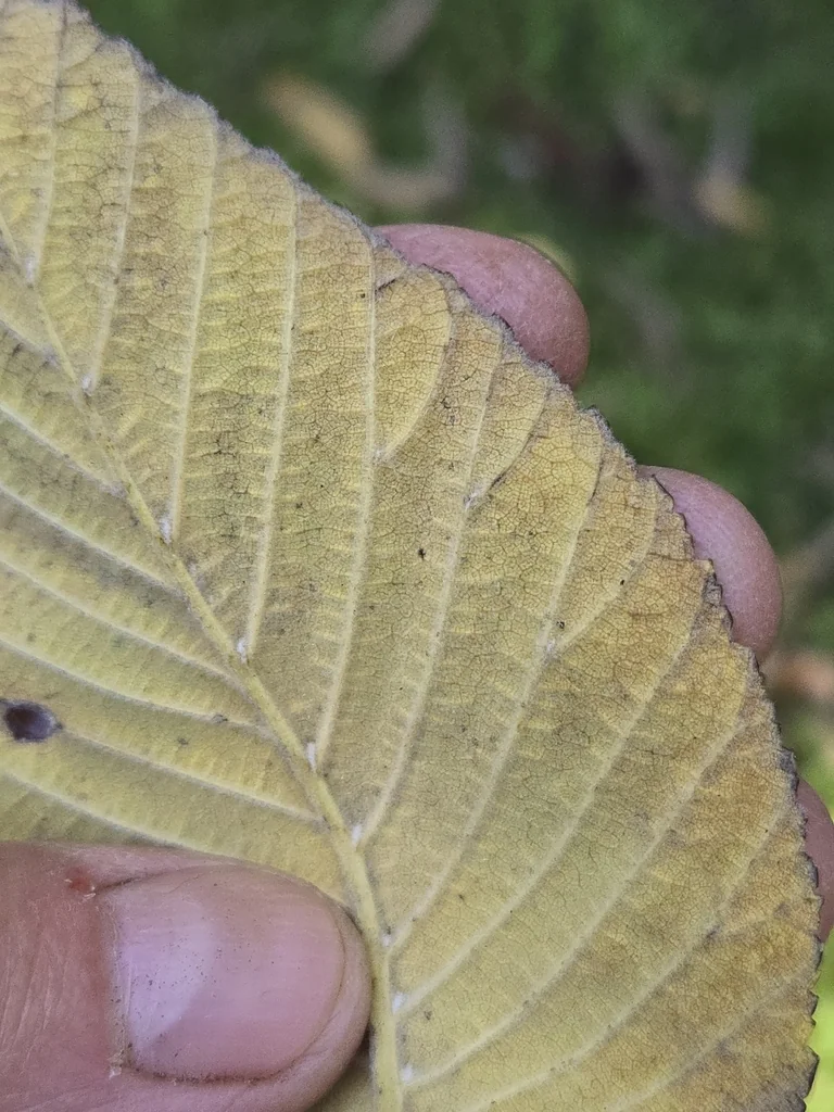 Ulmus Rubra