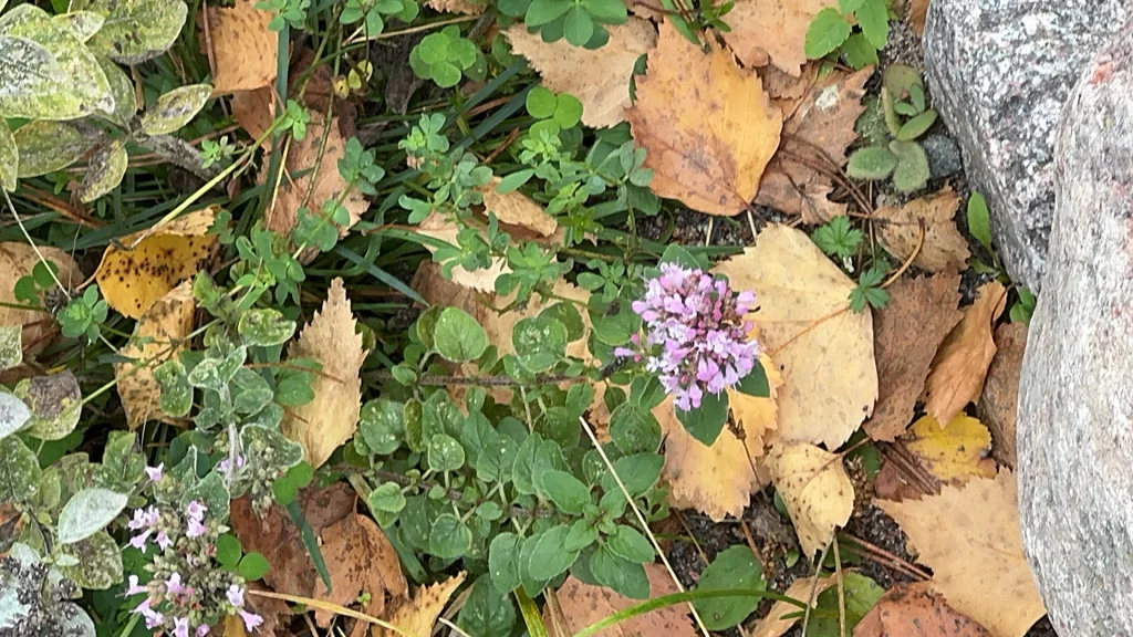 Origanum Vulgare