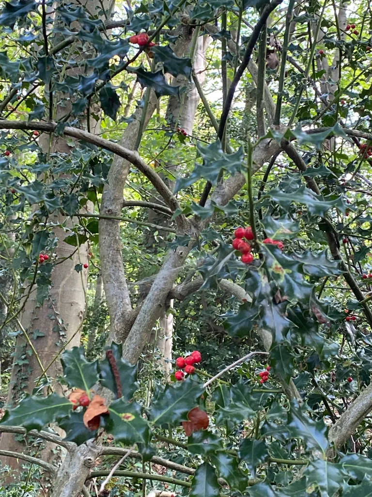 Ilex Aquifolium