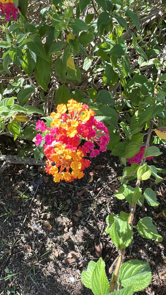 Lantana camara