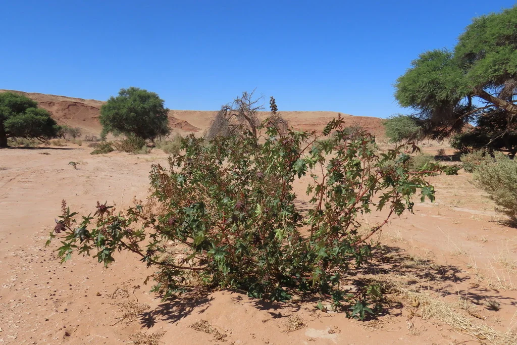 Ricinus Communis
