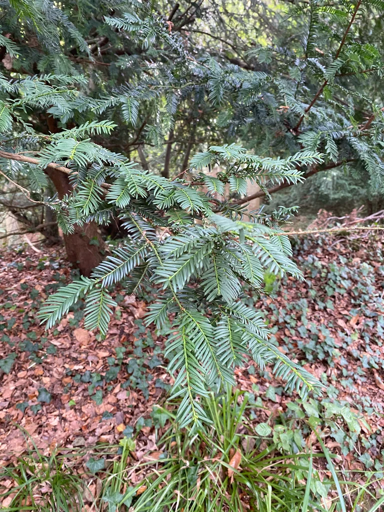 Taxus Baccata