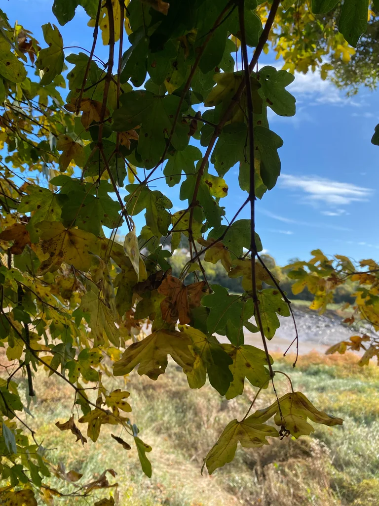 Acer Campestre