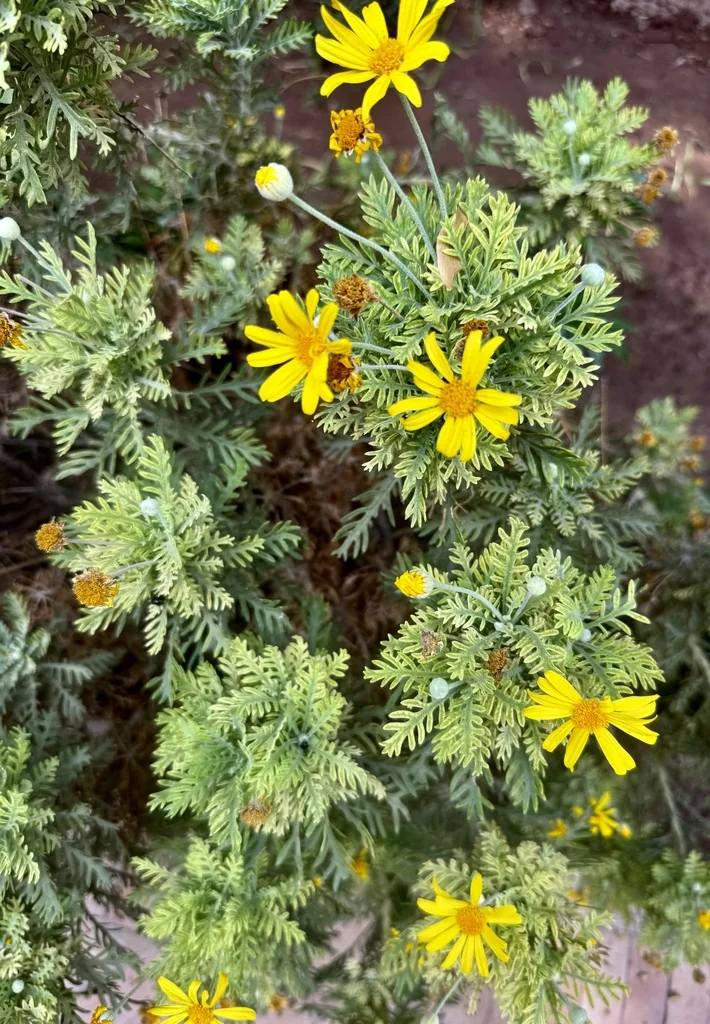 Euryops Pectinatus