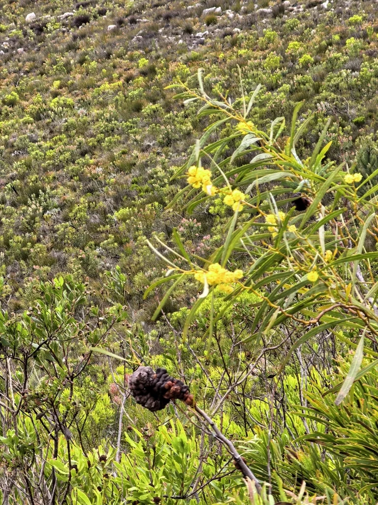 Acacia Saligna