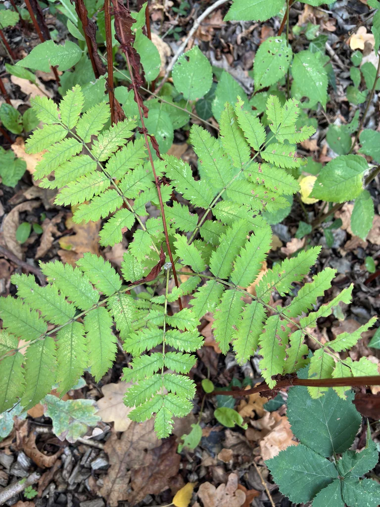 Sorbus Aucuparia