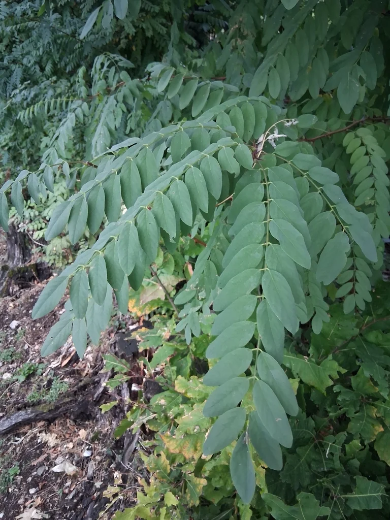 Robinia Pseudoacacia