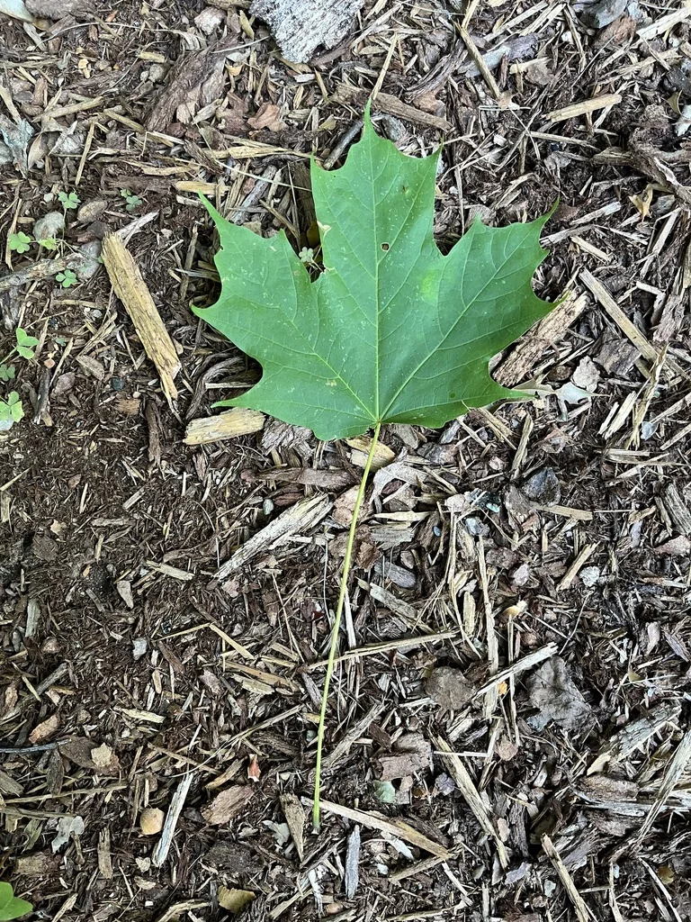 Acer Saccharum