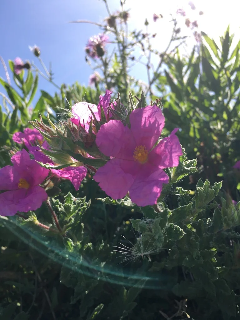 Cistus Crispus