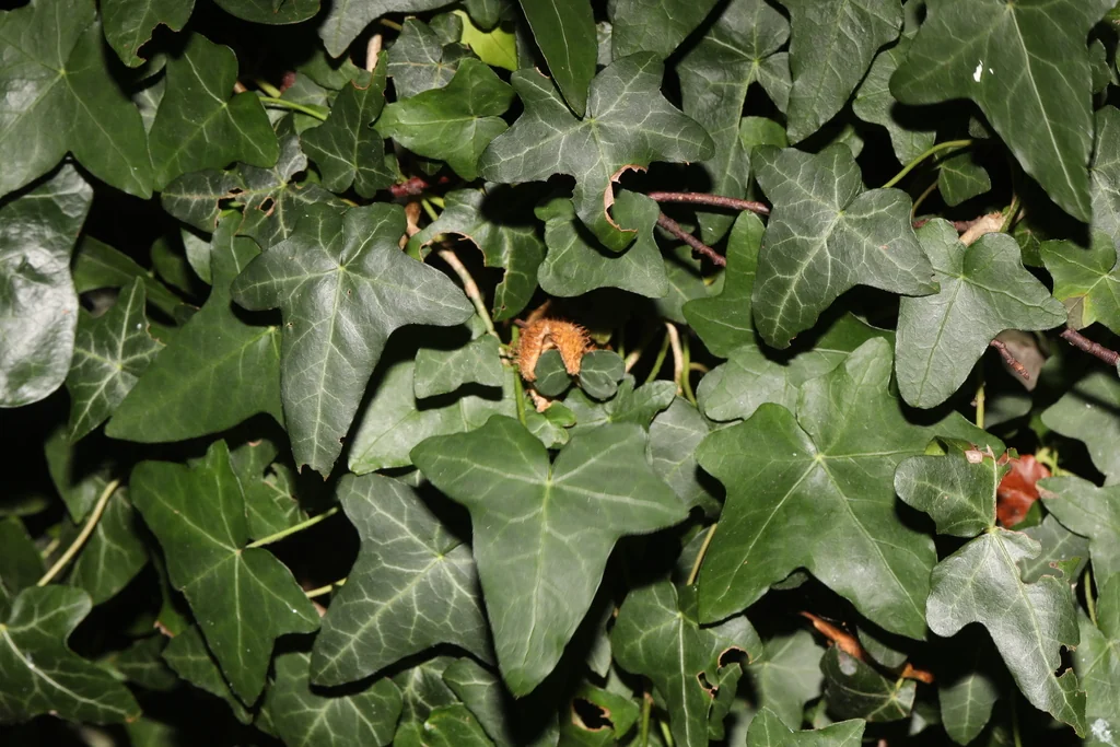 Hedera helix